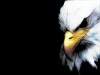 Avatar von eagle0ne