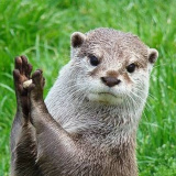 Avatar von otterFan77