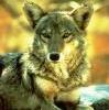 Avatar von steppenwolf