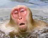 Avatar von szbaal